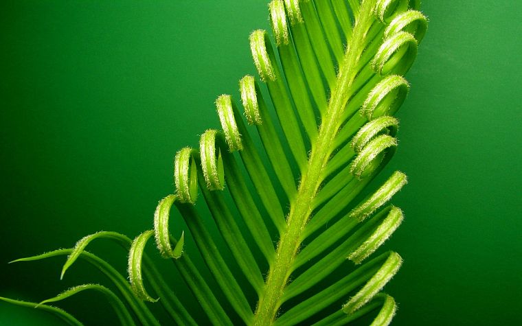 green, nature, leaf, leaves, plants, macro, cycas revoluta - desktop wallpaper
