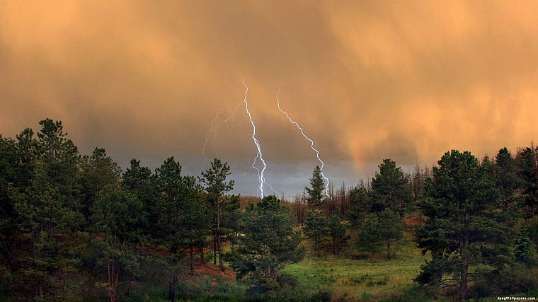 nature, trees, forests, storm, lightning - desktop wallpaper