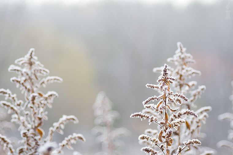 close-up, nature, snow - desktop wallpaper