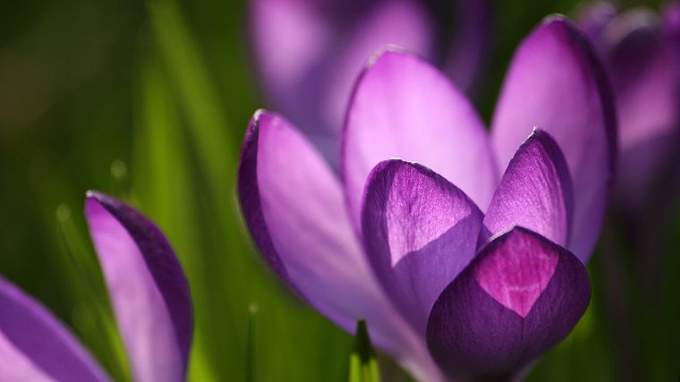 nature, flowers, crocus, purple flowers - desktop wallpaper
