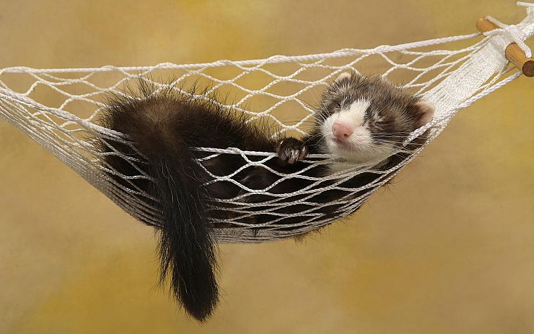 animals, hammock, ferret - desktop wallpaper