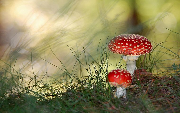 mushrooms, Fly Agaric Mushrooms, Amanita Muscaria - desktop wallpaper