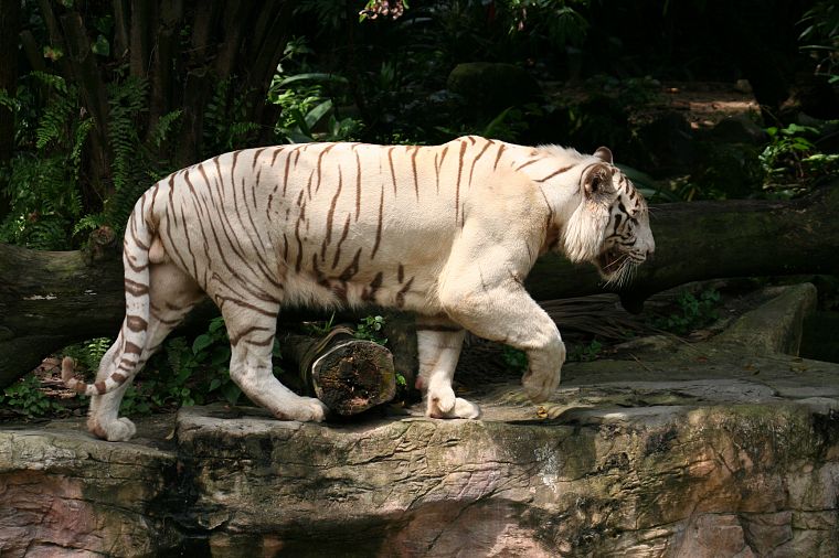 animals, tigers, white tiger - desktop wallpaper