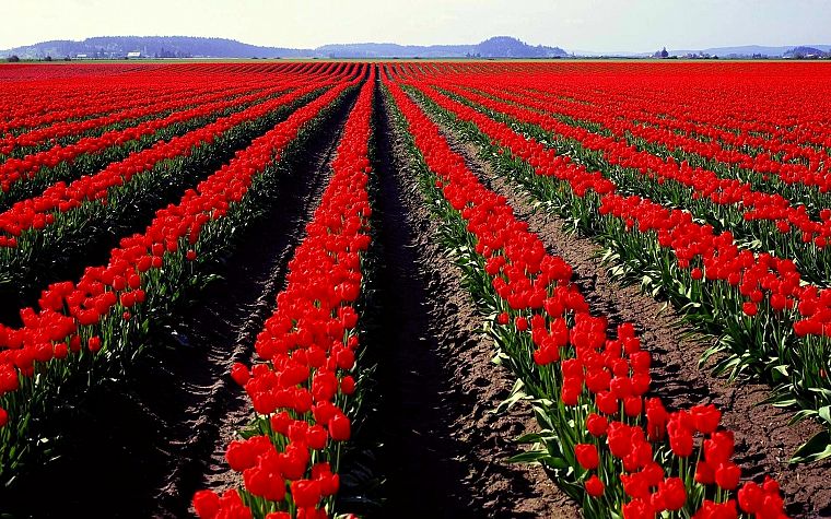 nature, flowers, fields, spring, tulips, red flowers - desktop wallpaper