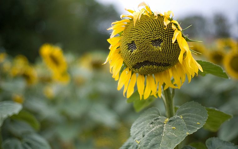 nature, sad, sunflowers - desktop wallpaper