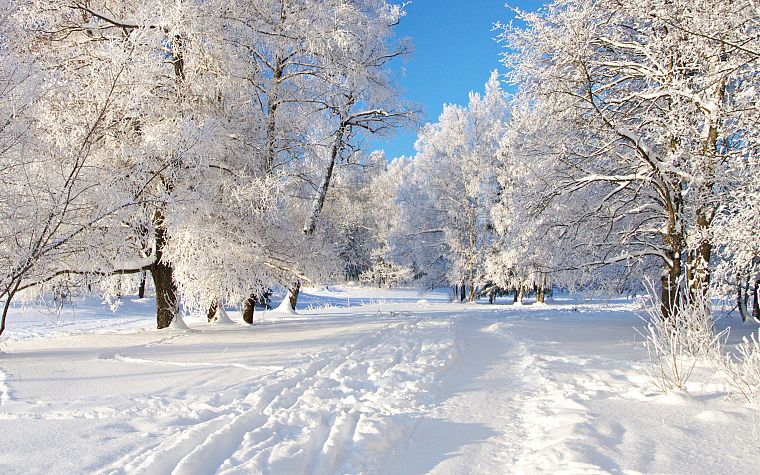 landscapes, nature, snow, trees - desktop wallpaper
