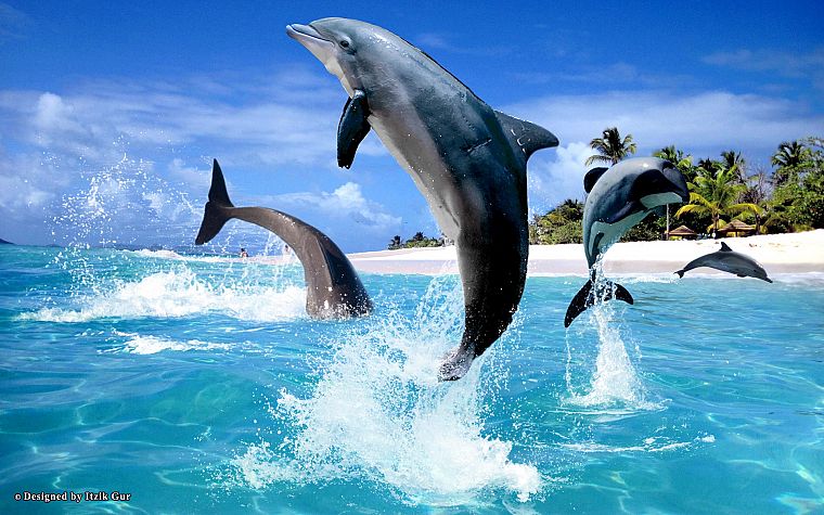 dolphins, sea - desktop wallpaper
