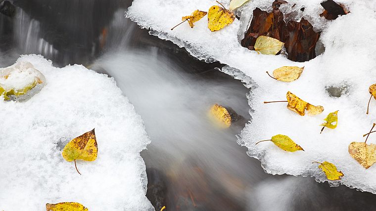 nature, snow, leaves, national, scenic, Oregon, fallen leaves - desktop wallpaper