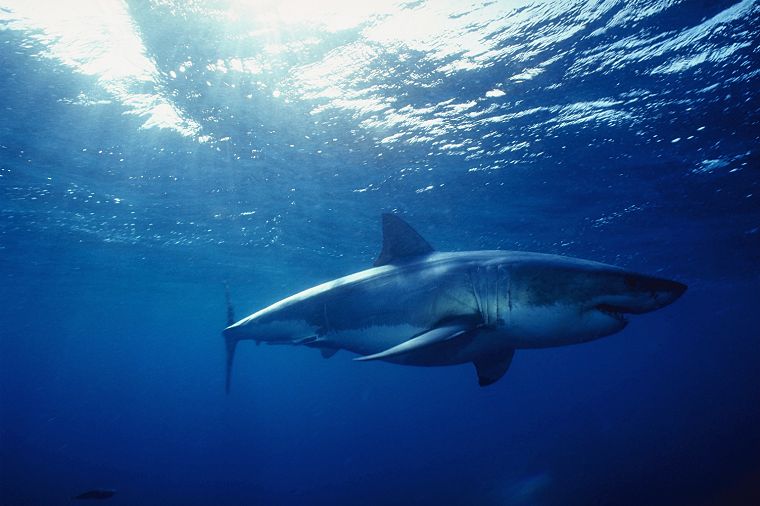 sharks, underwater - desktop wallpaper