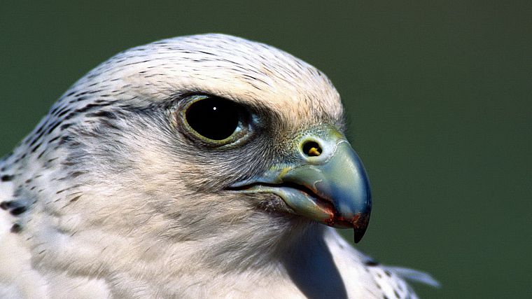 birds, hawks - desktop wallpaper