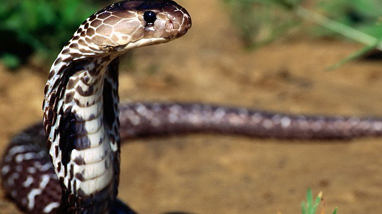 cobra, snakes - desktop wallpaper