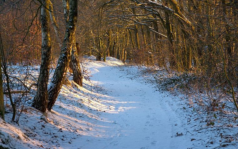 nature, snow, forests, snow landscapes - desktop wallpaper