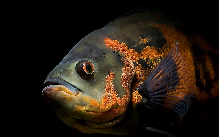 fish, oscar - desktop wallpaper