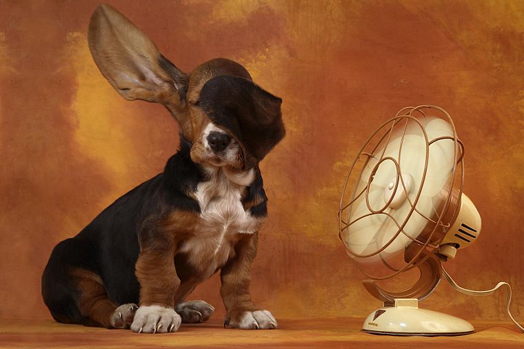 dogs, basset hound - desktop wallpaper