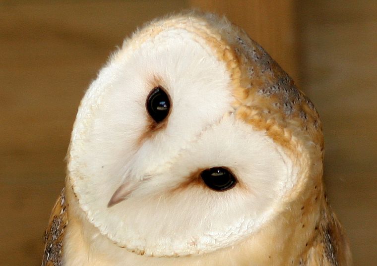 owls - desktop wallpaper