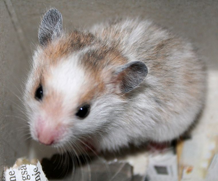animals, hamsters, newspapers - desktop wallpaper
