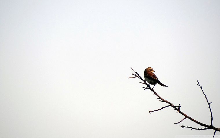 nature, birds, Iran - desktop wallpaper