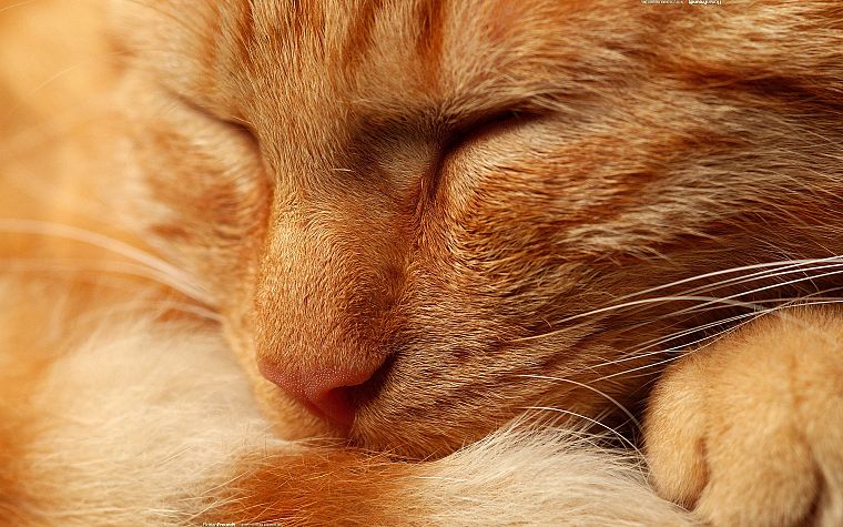 close-up, cats, animals, kittens, closed eyes - desktop wallpaper