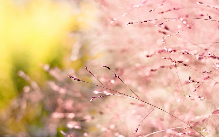 nature, macro, depth of field, pink flowers - desktop wallpaper