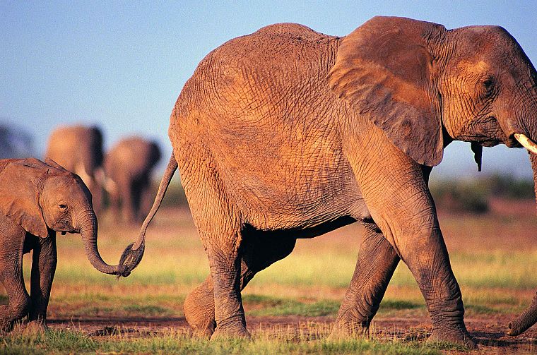landscapes, animals, elephants, baby elephant, baby animals - desktop wallpaper