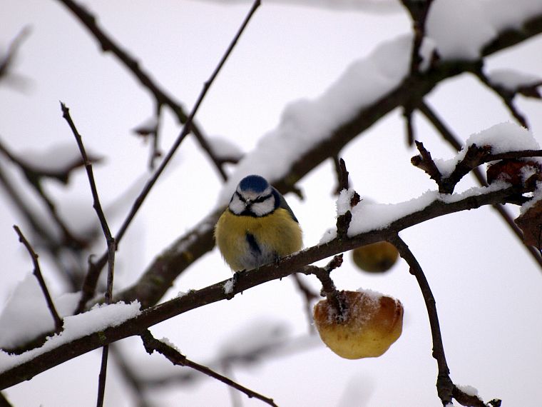 winter, snow, birds, blue tit - desktop wallpaper
