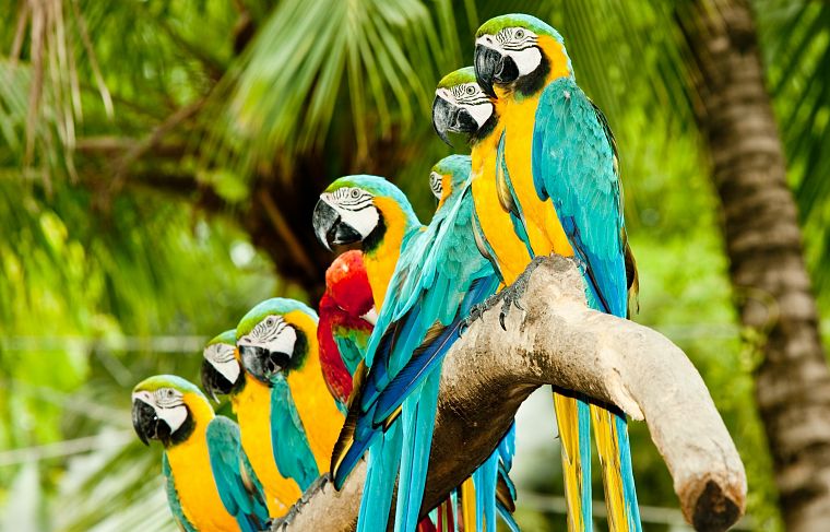birds, animals, parrots, Blue-and-yellow Macaws - desktop wallpaper