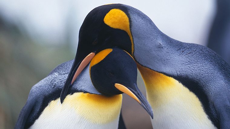 birds, penguins - desktop wallpaper