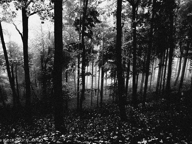 trees, forests, grayscale, monochrome, spiders, Gloom - desktop wallpaper