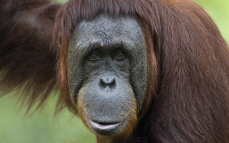 animals, apes, monkeys, primates, orangutans - desktop wallpaper