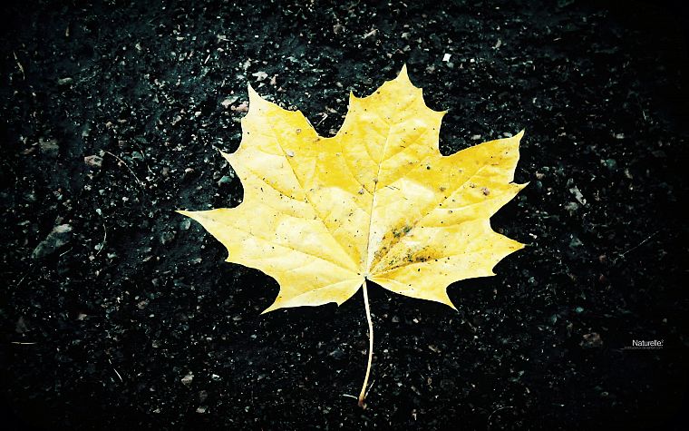 nature, leaves, maple leaf, fallen leaves - desktop wallpaper