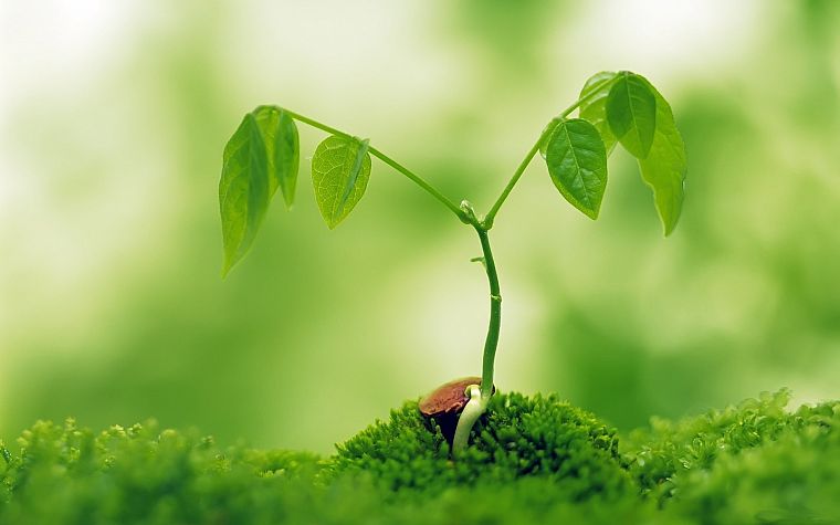 green, nature, plants, macro - desktop wallpaper