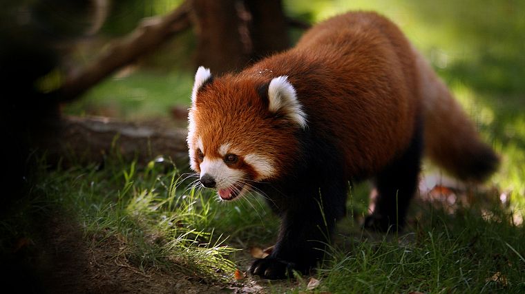 nature, animals, grass, red pandas - desktop wallpaper