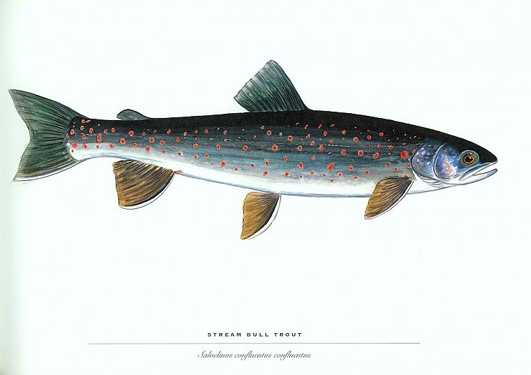 animals, fish, trout - desktop wallpaper