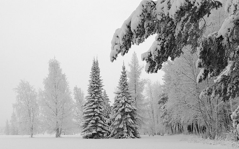 winter, snow, trees - desktop wallpaper