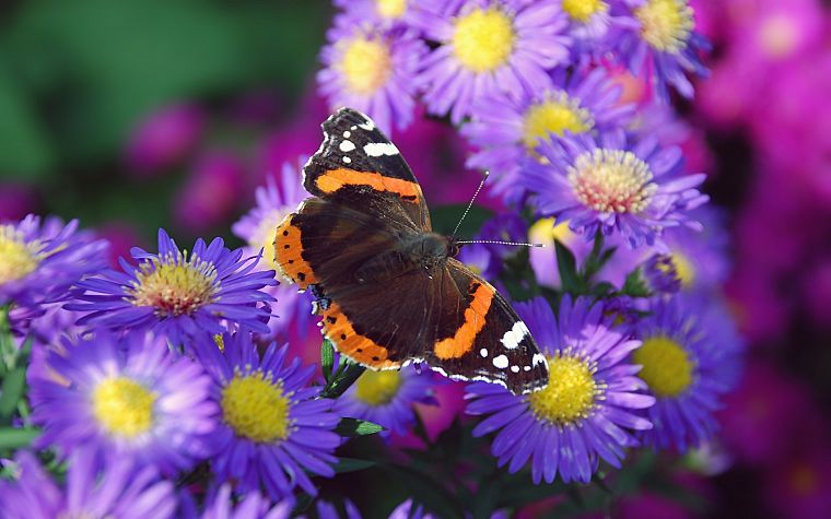 nature, multicolor, flowers, animals, insects, summer, purple flowers, butterflies - desktop wallpaper