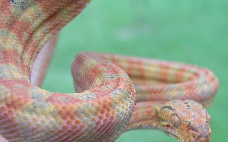 snakes, reptiles - desktop wallpaper