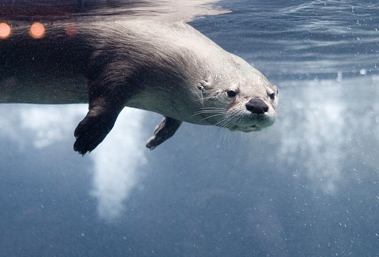 otters, underwater - desktop wallpaper