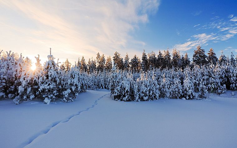 winter, trees, snow landscapes, sun flare - desktop wallpaper
