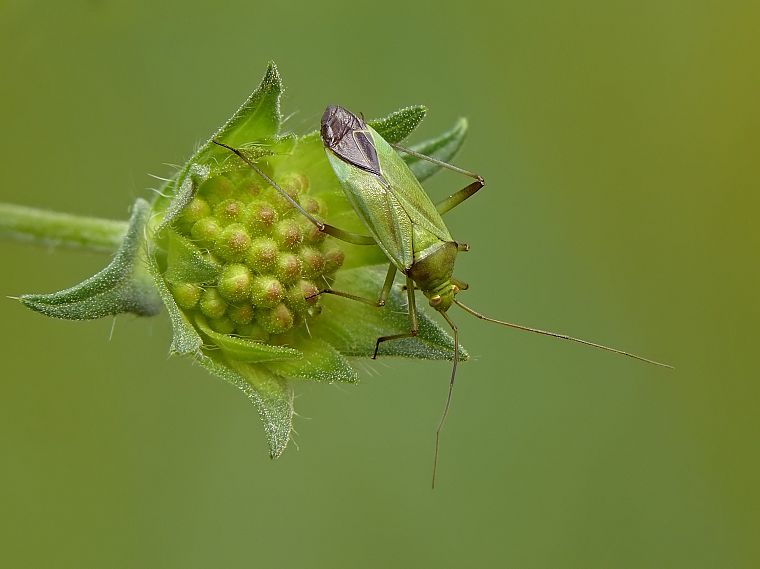 green, animals, insects, leaves, beetles, Shield Bug, depth of field - desktop wallpaper