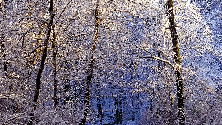 light, nature, winter, forests, falls, Tennessee, trail, morning - desktop wallpaper
