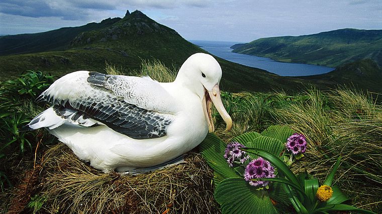 birds, albatross - desktop wallpaper