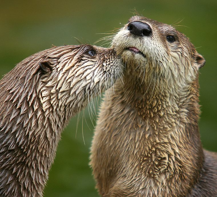 otters - desktop wallpaper
