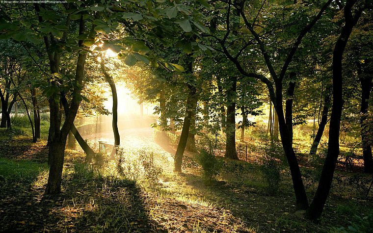 landscapes, nature, trees, forests, sunlight - desktop wallpaper
