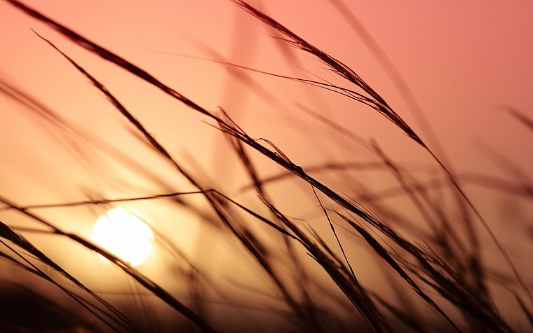 sunset, nature, grass, plants, macro - desktop wallpaper