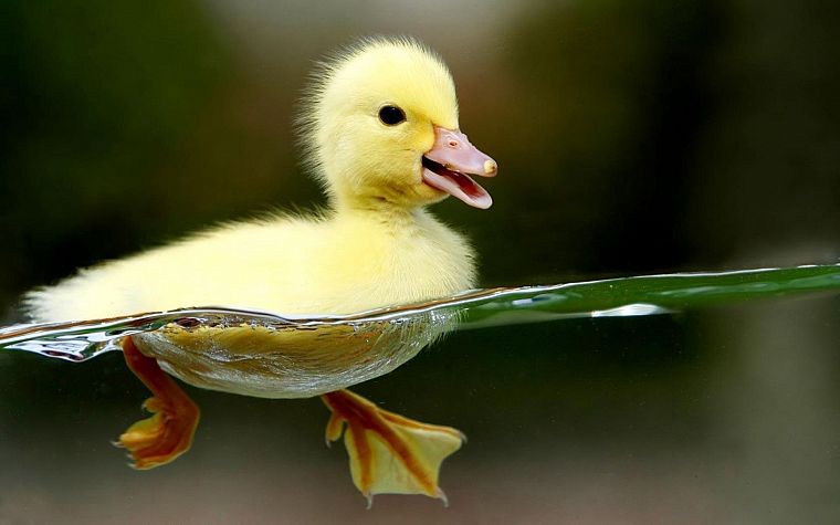 water, nature, yellow, birds, ducks, swimming, baby birds, split-view - desktop wallpaper