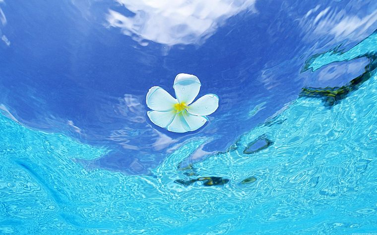 water, flowers, white flowers, plumeria - desktop wallpaper