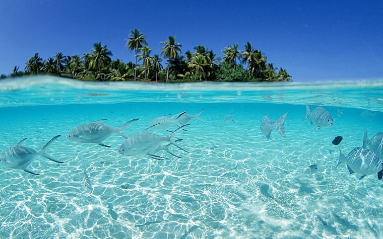 fish, Maldives, islands, split-view - desktop wallpaper