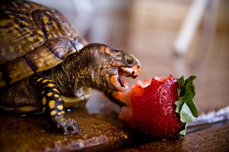 animals, turtles, strawberries - desktop wallpaper