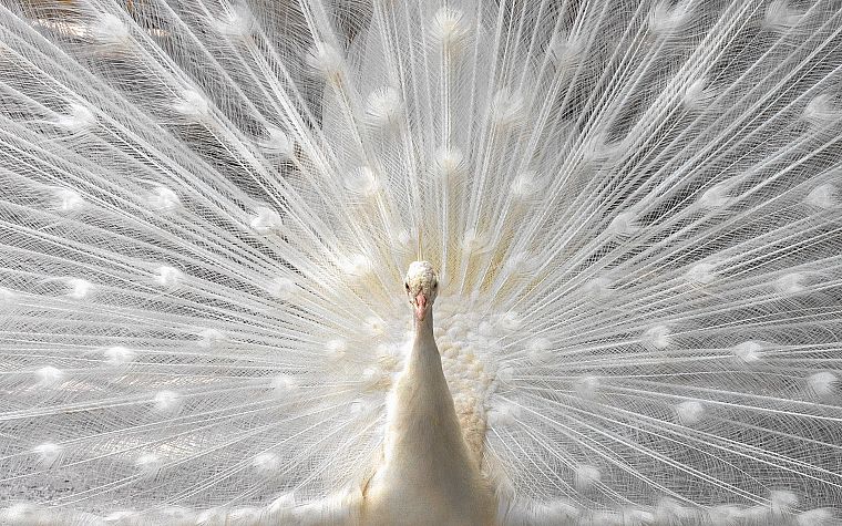 white, birds, feathers, dancing, albino, peacocks - desktop wallpaper