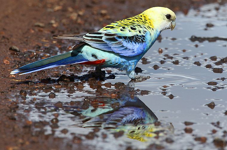 birds, animals, parrots - desktop wallpaper